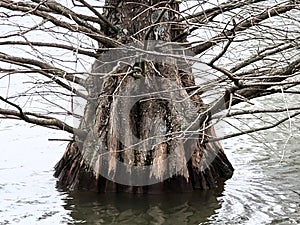 Buffalo Trace Lake Tree