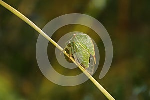 The buffalo treehopper (Stictocephala bisonia) on a blade of grass.