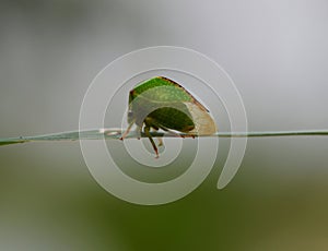 Buffalo treehopper, Stictocephala bisonia, side view photo