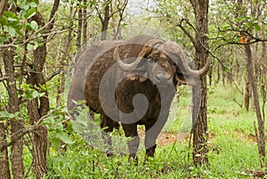 Buffalo in the Trees