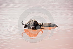 Buffalo from Tsavo National Park, Kenya