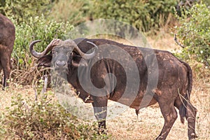 Buffalo in Tsavo National Park, Kenya
