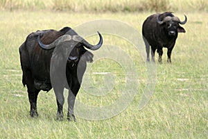 Buffalo, Uganda, Africa photo