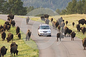 Buffalo viewing 7