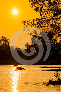 Buffalo walk across river