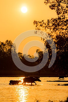 Buffalo walk across the river with silhouette