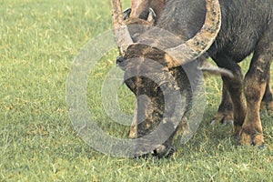 Buffalo is walking and eating grass in the field