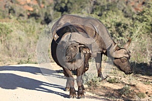 Buffalo wandering on path