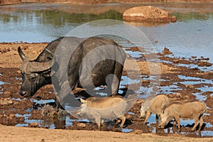 Buffalo and Warthogs