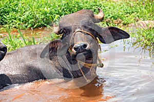 Buffalo in Water