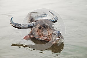 Buffalo in water background