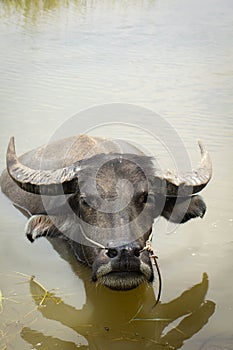 Buffalo, water buffalo,