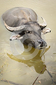 Buffalo, water buffalo,