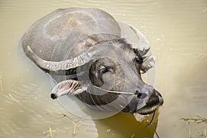 Buffalo, water buffalo,