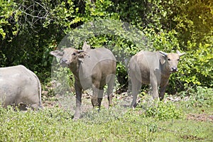 Buffalo, water buffalo stands looking at something