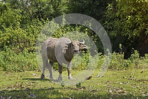 Buffalo, water buffalo stands looking at something