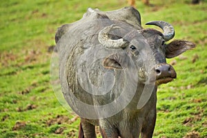 Buffalo, Water Buffalo, Udawalawe National Park, Sri Lanka