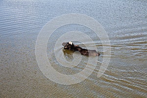 Buffalo in a water pond