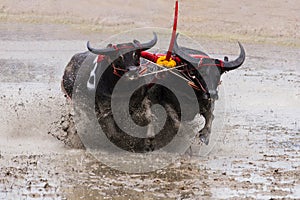 Buffalo Water Racing