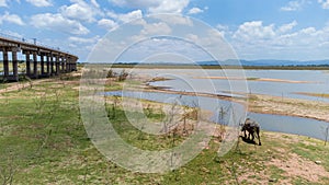 Buffalo water walking with background of countryside at Pasak Chonlasit Dam