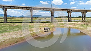 Buffalo water walking with background of countryside at Pasak Chonlasit Dam