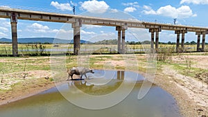 Buffalo water walking with background of countryside at Pasak Chonlasit Dam