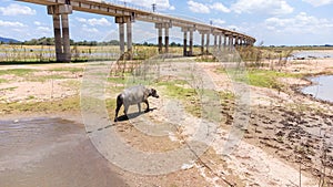 Buffalo water walking with background of countryside at Pasak Chonlasit Dam