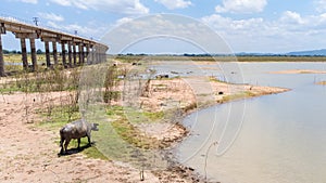 Buffalo water walking with background of countryside at Pasak Chonlasit Dam