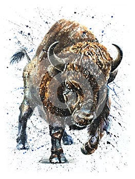 Buffalo watercolor wildlife painting, bison