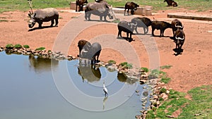 Buffalo at Waterhole