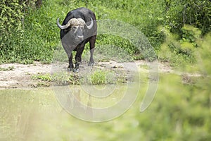 Buffalo at waterhole after rains