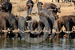 Buffalo Watering