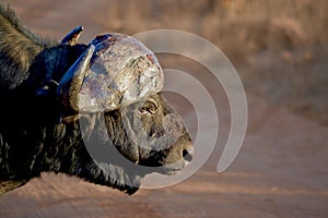 Buffalo in Welgevonden Game Reserve South Africa