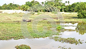 Buffalo in wetland