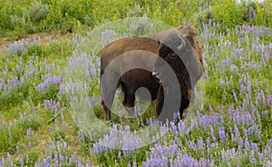 Buffalo in the wildflowers photo