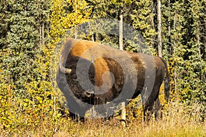 Buffalo Wildlife Canada