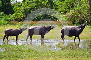 Buffalo in wildlife on Koh Kho Khao