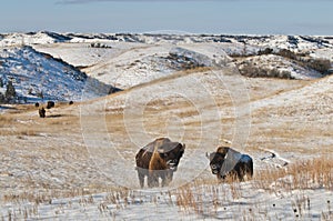 Búfalo en el invierno 