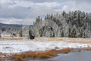 Buffalo in Winter