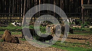 buffalo and yak are grazing on a hillock in a national park