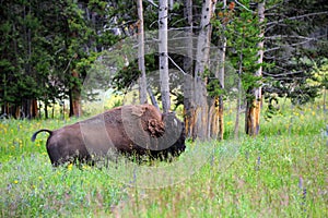 Buffalo in Yellowstone