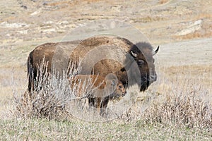 Buffalo with young calf on prairie