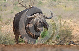 Buffalo in Zimanga Park in South Africa