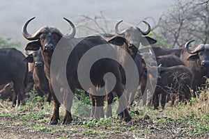 Buffalo of Zimanga Park in South Africa