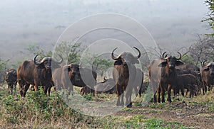 Buffalo of Zimanga Park in South Africa