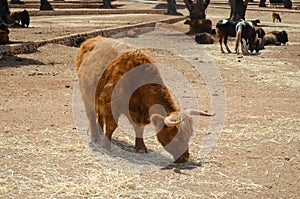 Buffalo in the zoo animal, nature, zoo, buffalo, little mammal wildlife