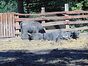 buffalo at zoo Targu Mures