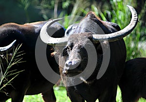 Buffaloes