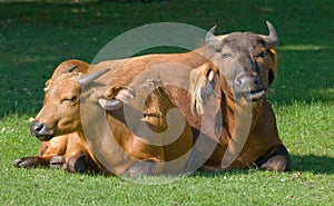 Buffaloes photo