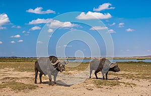 Buffaloes at amboseli national park, kenya